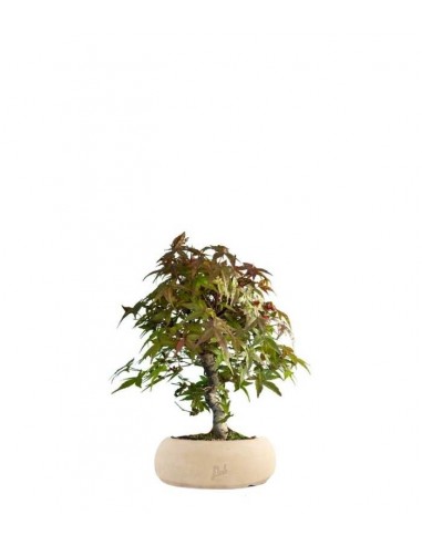 Acero Deshojo bonsai impalcato