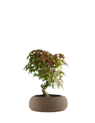 Acero Deshojo bonsai impalcato