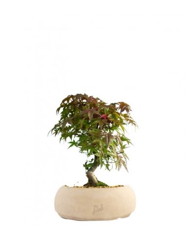 Acero Deshojo bonsai impalcato