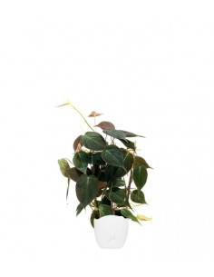 Filodendro Scandens Micans