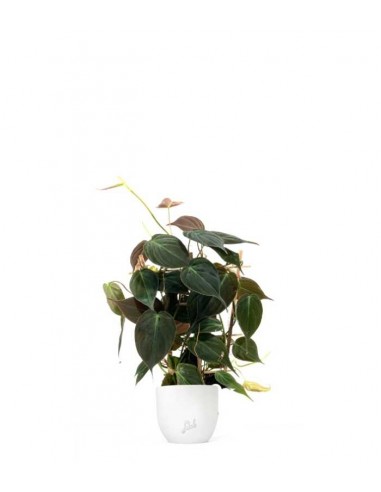 Filodendro Scandens Micans con Spalliera