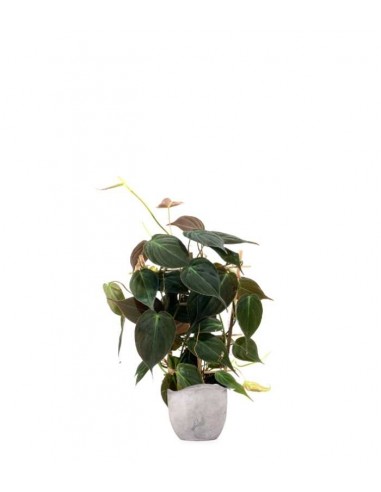 Filodendro Scandens Micans