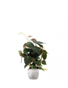 Filodendro Scandens Micans 2