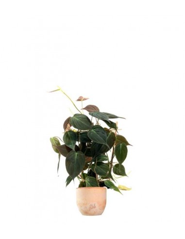 Filodendro Scandens Micans