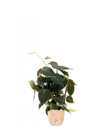 Filodendro Scandens Micans