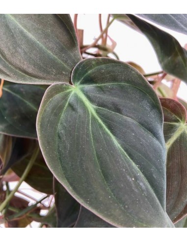 Filodendro Scandens Micans con Spalliera