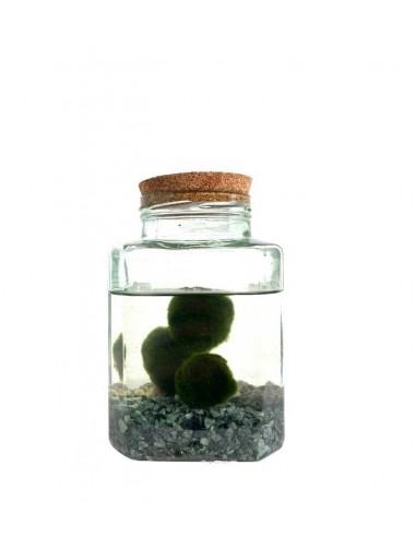 Marimo in vaso di vetro quadrato |...