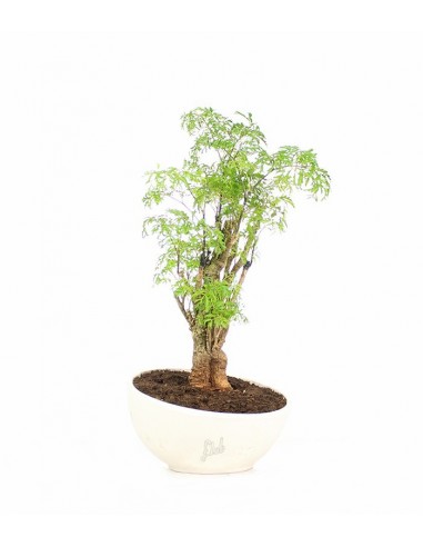 Polyscias Fruticosa vaso ciotola in...