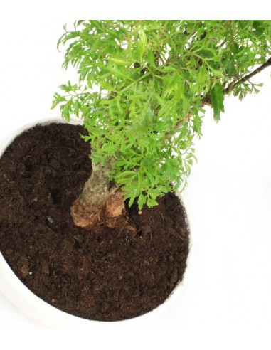 Polyscias Fruticosa vaso ciotola in...