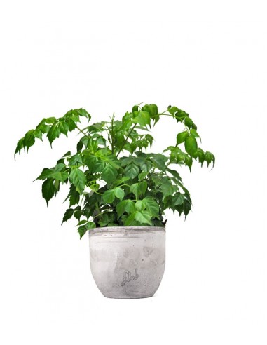 Radermachera in vaso