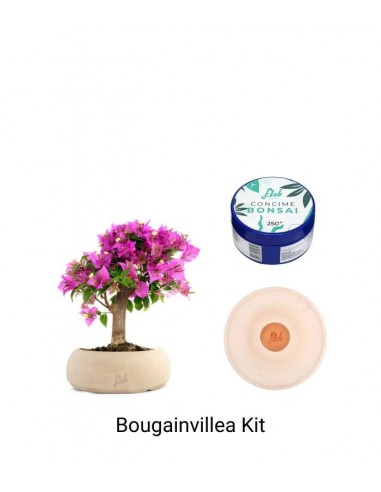 Bougainvillea Kit