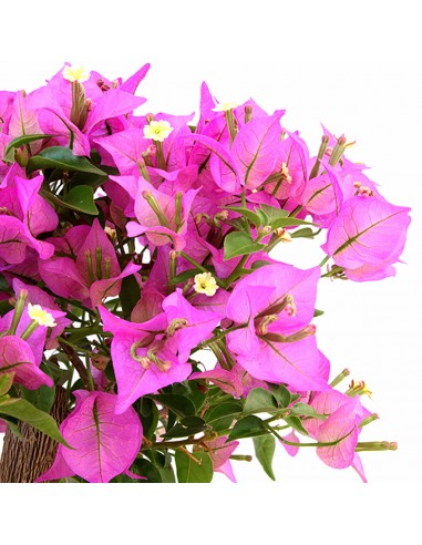 Bougainvillea Kit