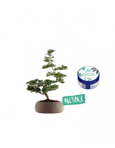 Zelkova Kit