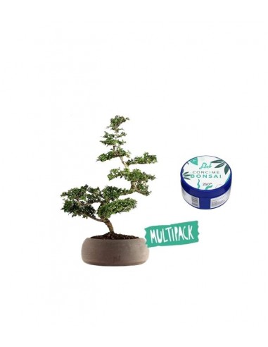 Zelkova Kit