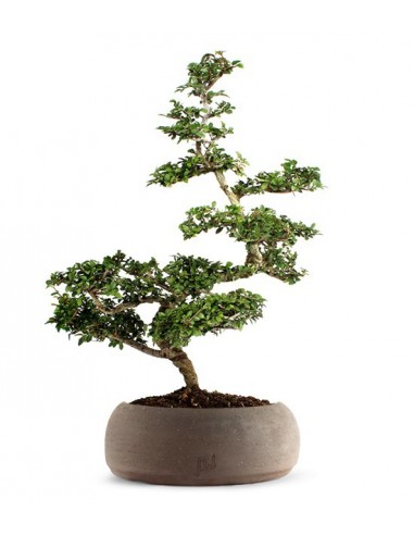 Zelkova Kit