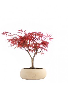 Acero rosso Kit 2