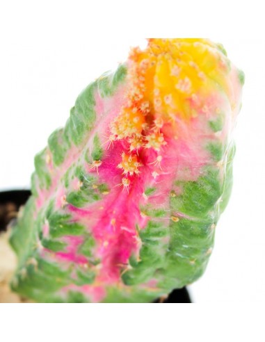 Chimera Hybrid