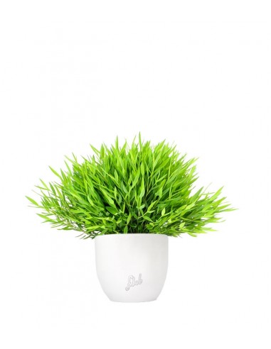 Bamboo