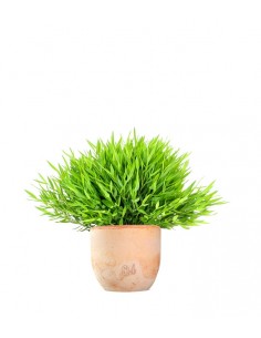 Bamboo 2