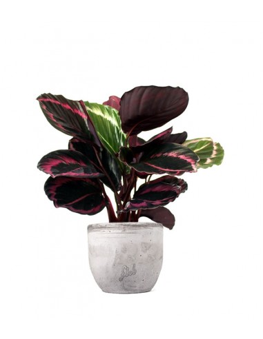 Calathea dottie