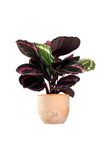 Calathea dottie