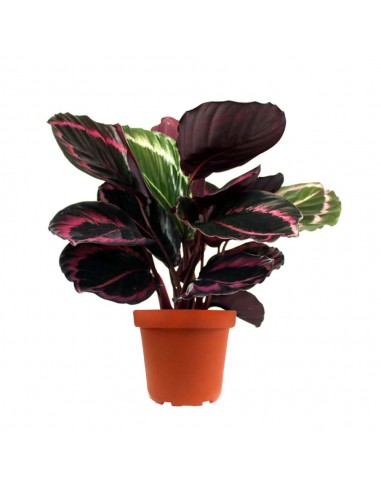 Calathea dottie