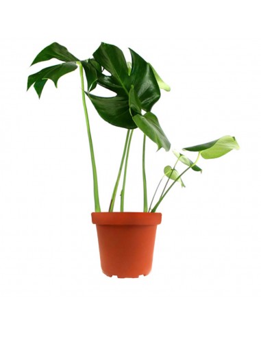 Filodendro monstera deliciosa