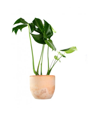 Filodendro monstera deliciosa