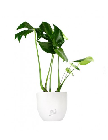 Filodendro monstera deliciosa