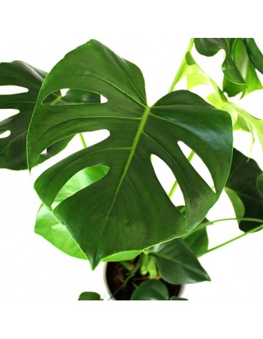 Filodendro monstera deliciosa