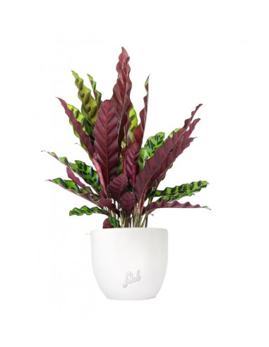 Calathea lancifolia