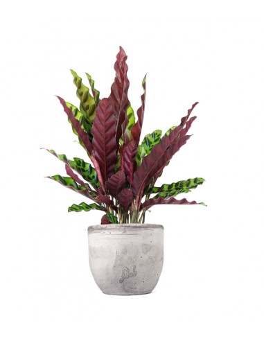 Calathea lancifolia