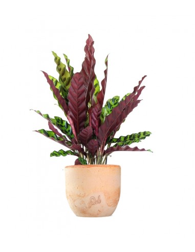 Calathea lancifolia
