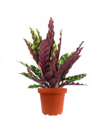 Calathea lancifolia