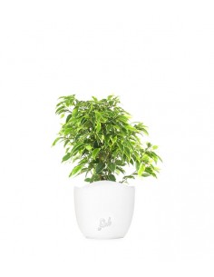 Ficus beniamino - variegato