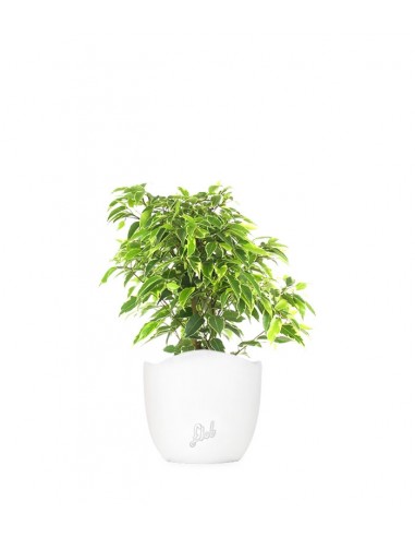 Ficus benjamin - variegato