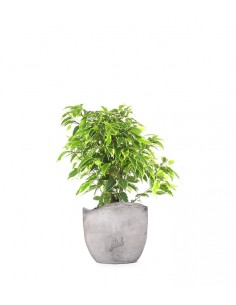 Ficus beniamino - variegato 2