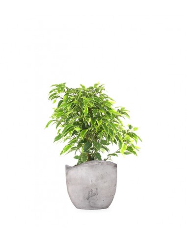 Ficus benjamin - variegato