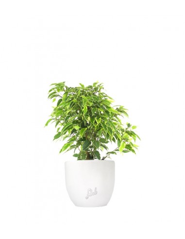 Ficus benjamin - variegato