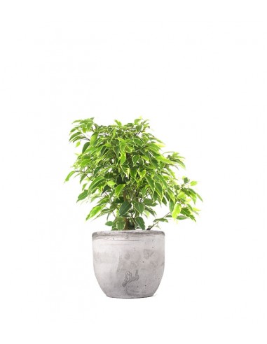 Ficus beniamino - variegato