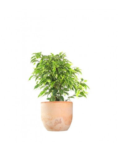 Ficus beniamino - variegato