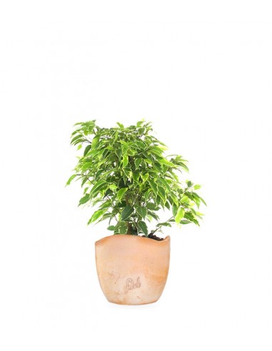 Ficus benjamin - variegato