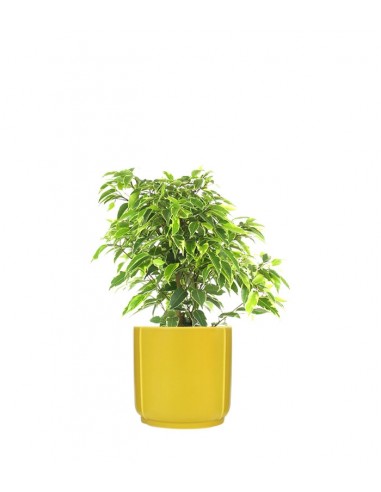 Ficus benjamin - variegato
