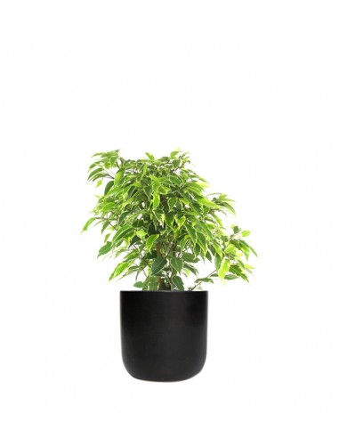 Ficus benjamin - variegato