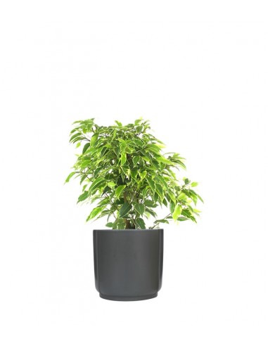 Ficus benjamin - variegato