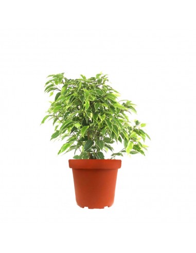 Ficus benjamin - variegato
