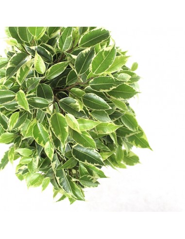 Ficus beniamino - variegato