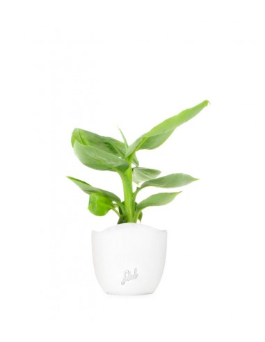 Pianta di banano tropicale