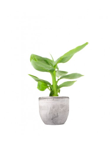 Pianta di banano tropicale