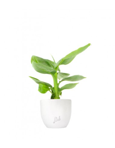 Pianta di banano tropicale